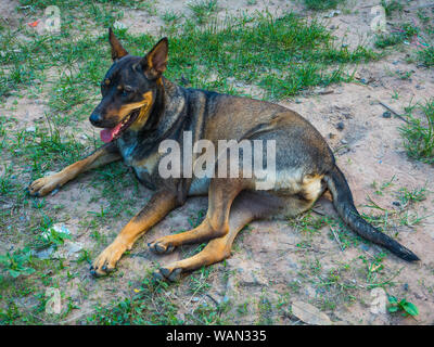Ein Hund entspannende und legte sich auf dem Boden Stockfoto