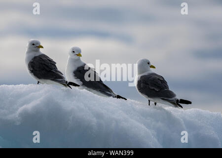 Schwarz-legged Dreizehenmöwe (Rissa tridactyla) Stehend auf schwimmende Eis Stockfoto