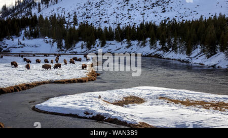 Bison Kampf der kalten Yellowstone Winter, Yellowstone National Park, Wyoming, USA Stockfoto