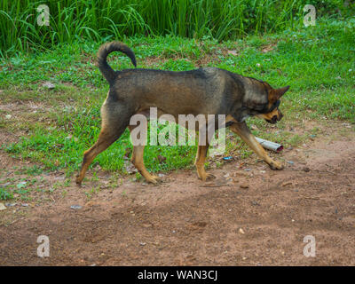 Seite der Hund zu Fuß auf dem Boden Stockfoto