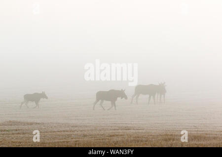 Elche Herde in der Morgendämmerung Nebel auf ein Feld Stockfoto