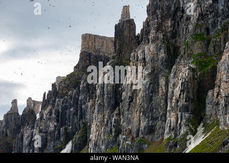 Kolonie von Thick-billed murre oder Brünnich's Trottellumme (Uria lomvia), Spitzbergen Stockfoto