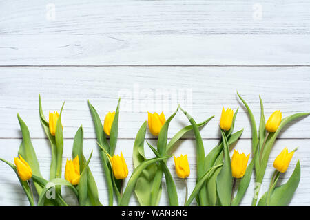 Feder Grenze mit doppelte Reihe von gelben Tulpen auf weißem Holz- Hintergrund Stockfoto