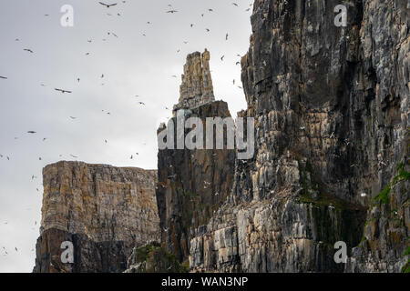 Kolonie von Thick-billed murre oder Brünnich's Trottellumme (Uria lomvia), Spitzbergen Stockfoto