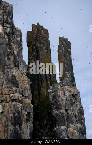 Kolonie von Thick-billed murre oder Brünnich's Trottellumme (Uria lomvia), Spitzbergen Stockfoto