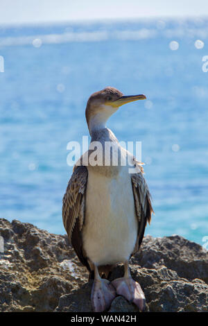 Der junge Kormoran stellt sich als eine echte Schaufensterpuppe. Und Er knabbert an der Hand, die ihn stört. Close Up. - Bild Stockfoto