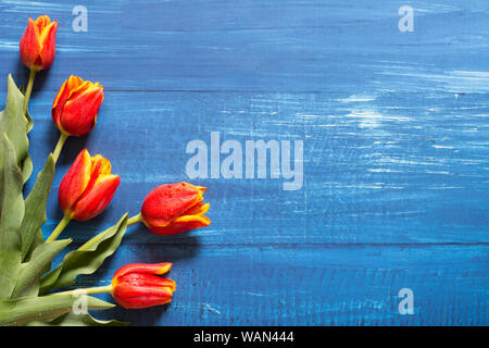 Feder Grenze mit einem Bouquet von roten Tulpen auf Blau Holz- Hintergrund - text Raum Stockfoto