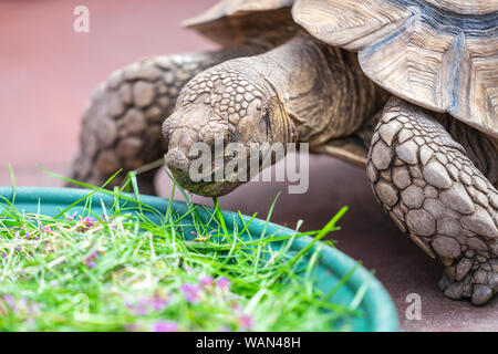 Kinder füttern Schildkröte in Edinburgh BUTTERFLY und Insekten Welt. Ausgewählte konzentrieren Stockfoto