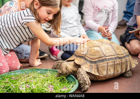 Kinder füttern Schildkröte in Edinburgh BUTTERFLY und Insekten Welt. Ausgewählte konzentrieren Stockfoto