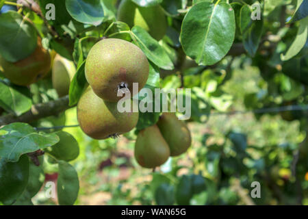 Spalier Pear Tree Wachsende Gegen Eine Jahrhunderte Alte Mauer Aus