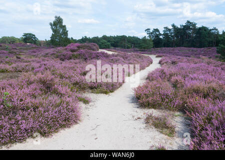 Sandigen Weg durch Heather Landschaft in der Nähe von Utrecht in den Niederlanden Stockfoto