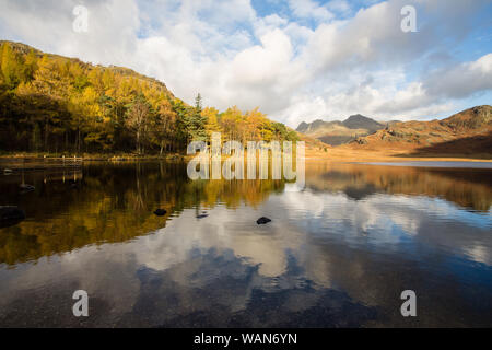 Der Wald von Pine tress bei blea Tarn im englischen Lake District friedlich, die auf dem ruhigen ruhigen Wasser, früh an einem kalten Novembermorgen. Stockfoto