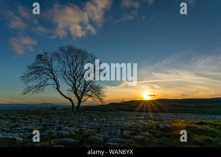 Die Sonne während der Blauen Stunde an der einzigen Lone Tree at Malham Cove in den Kalkstein Pflaster in Yorkshire, wirken die Kräfte der Natur zu trotzen. Stockfoto