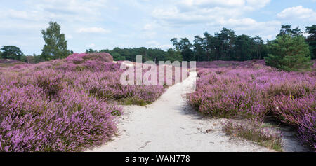 Sandigen Weg durch Heather Landschaft in der Nähe von Utrecht in den Niederlanden Stockfoto