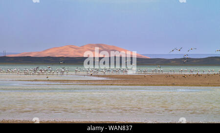 Flug der Flamingos am Lake in einer Oase in der Wüste Sahara. Stockfoto