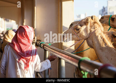 Kamele am Markt Sinaw, Oman Stockfoto