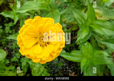 Gelbe Zinnia elegans Blume im Garten Stockfoto