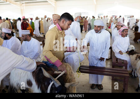 Männer in traditioneller Kleidung Ziegen kaufen von den Händlern an sinaw Markt, Oman Stockfoto