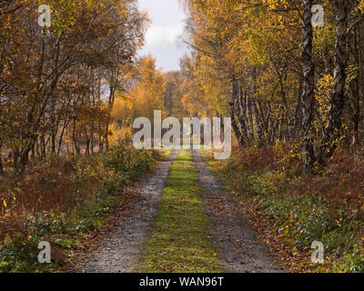 Herbstblick auf einen Fußweg entlang eines alten Eisenbahngleisbetts im nationalen Naturschutzgebiet Fenn's, Whixall & Bettisfield Mosses, Shropshire, Großbritannien Stockfoto