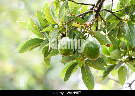 Frisches Obst Avocado (Persea americana) am Baum Stockfoto