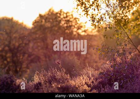 Nachmittag Licht auf Wald Wiese im frühen Herbst. Helle, high key Natur Szene mit schönen warmen Tönen und verschwommenen Hintergrund. Goldene Stunde woodland s Stockfoto