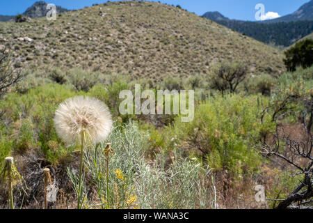 Ein großer Puff Samen Kopf - Western Schwarzwurzeln (Tragopogon dubius) im Sawtooth Mountains von Idaho Stockfoto