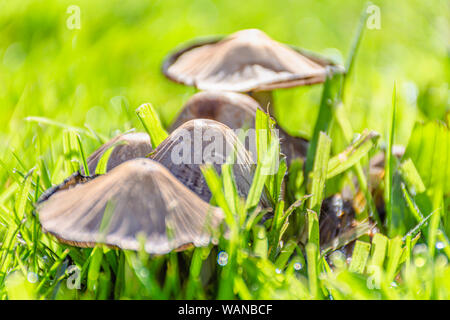 Pilze wachsen auf sonnigen Herbst Wiese.. Hell und lebendig, high key Natur Bild mit verschwommenen Hintergrund. Saison ändern. Stockfoto