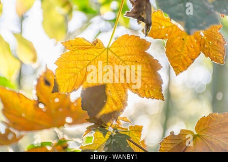 Goldene Ahornblätter im Herbst bunte Wälder auf den schönen, warmen und sonnigen Tag. Hintergrundbeleuchtung bokeh. Schönheit in der Natur. Saison ändern in der britischen Wald. Stockfoto