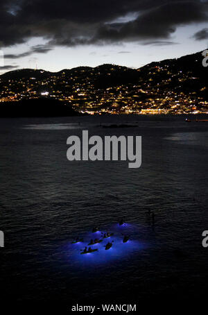 Paddler Kreuzfahrt die Gewässer von Frenchman's Bay in der Dämmerung während einer Nacht Zeit Kajak Ausflug auf St. Thomas, U.S. Virgin Islands. Stockfoto