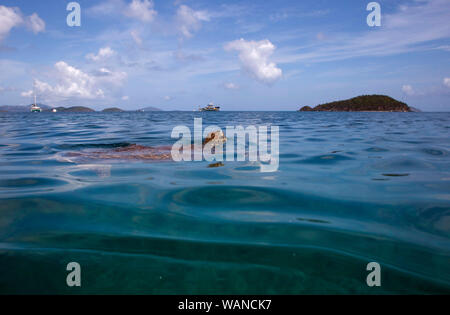 Eine grüne Meeresschildkröte schwimmt über dem Meer Gräser in Maho Bay, Teil der Virgin Islands National Park, auf der Insel St. John in den US Virgin Islands Stockfoto