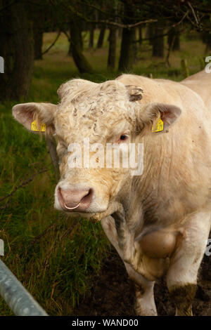 Ein Stier hinter einem Tor auf einer schottischen Bauernhof. Stockfoto