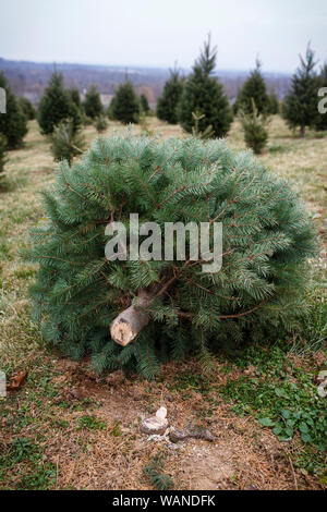 Szenen aus dem Kichern Lücke Christmas Tree Farm außerhalb von Washington, DC Stockfoto