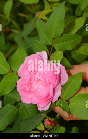 Rosa Rose, Portland Portland Rose comte de Chambord in voller Blüte mit den typischen geviertelt Verteilung der Blumen Stockfoto