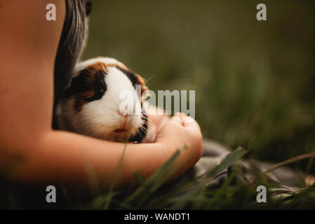 Meerschweinchen in Childs lap Stockfoto