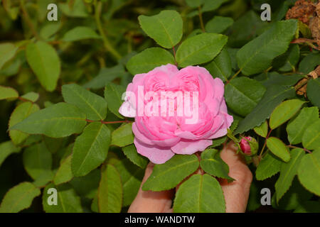 Single Portland rose bud auf Bush, Portland Rose comte de Chambord in voller Blüte mit den typischen geviertelt Verteilung der Blumen Stockfoto