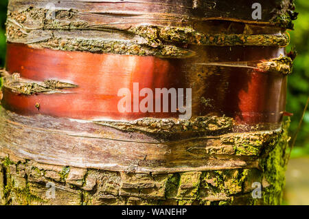 Unverwechselbar und bunten raidal Markierungen auf den Stamm eines Prunus serrula Baum in einem Devon Garten UK Stockfoto