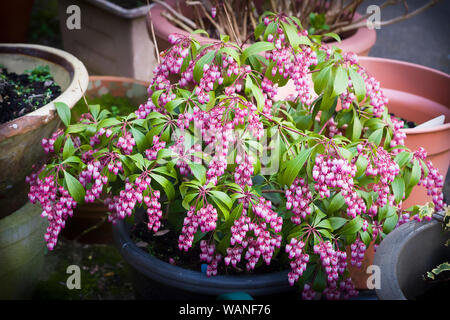 Pieris japonica Katsura in Blüte im März Frühjahr in einem Englischen Garten in einem Container in England UK Wachsende Stockfoto