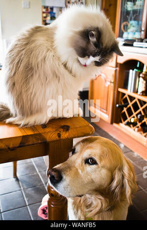 Interaktion zwischen einem jungen männlichen Ragdoll Katze sitzt auf einem Tisch und einer älteren Golden Retriever Hund stehend auf dem gefliesten Boden unten. Einrücken ausdr Stockfoto