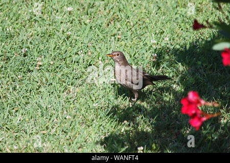 Jugendliche oder Kinder Latein Amsel Turdus merula in der soor Familie von passeriformes auf der Suche nach Essen auf einem Rasen im Sommer in Italien Stockfoto