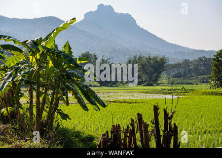 Ländliche Landschaft und Reisfelder im Norden von Thailand Stockfoto