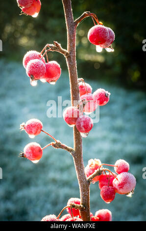 Rot matt Obst von Malus x robusta Red Sentinel im Winter in England Großbritannien Reif Stockfoto