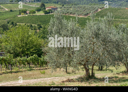 Typische Chianti Landschaft mit Weinbergen und Olivenbäumen, zwischen den Provinzen von Florenz und Siena, Toskana, Italien Stockfoto