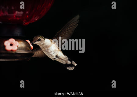 Weibliche ruby throated hummingbird Trinkwasser vom Schrägförderer Stockfoto