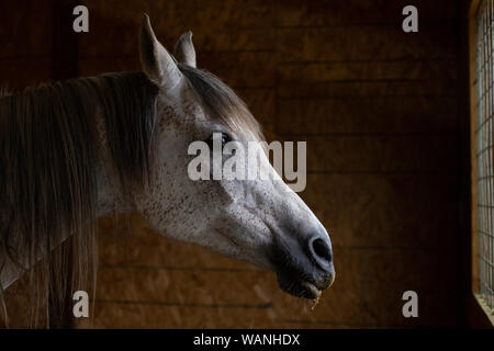 Pferd im Stall, Fenster Stockfoto