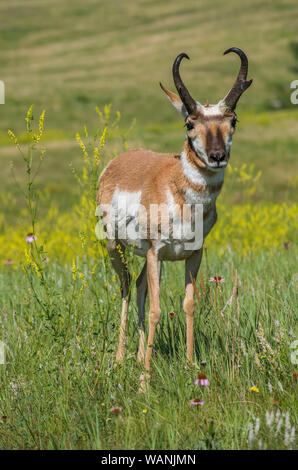 Pronghorn Antilope, Wiesen, Sommer, Custer State Park, S. Dakota, USA, von Bruce Montagne/Dembinsky Foto Assoc Stockfoto