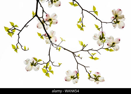 Östlichen blühende Hartriegel (Cornus Florida), Blüte, Frühling, östlichen Vereinigten Staaten, von Bruce Montagne/Dembinsky Foto Assoc Stockfoto