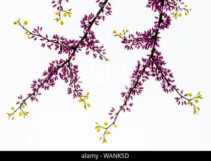 Östliche Redbud Blüten und neue Blätter (Cercis canadensis), Feder, im Osten der USA, von Bruce Montagne/Dembinsky Foto Assoc Stockfoto