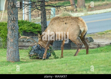 Ein junger Stier Wapiti (Cervus elaphus) kämpft mit einer Tasche von Baum-ausschnitte am Estes Park 18-Loch Golfplatz in Estes Park, Colorado Stockfoto