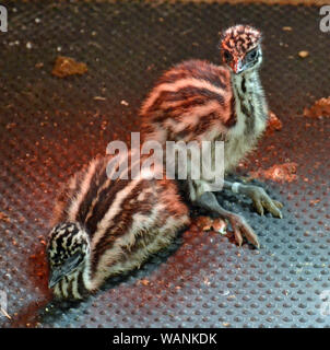 Emu Küken im Cotswold Wildlife Park, Witney, Oxfordshire, UK geboren, im Juni 2019 Stockfoto