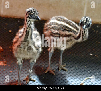 Emu Küken im Cotswold Wildlife Park, Witney, Oxfordshire, UK geboren, im Juni 2019 Stockfoto